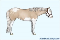 Horse Color:Silver Grullo Pearl Splash Appaloosa 