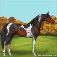 Horse Color:Brown Tobiano 