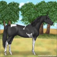 Horse Color:Black Tobiano 