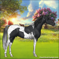 Horse Color:Black Tobiano 