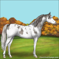 Horse Color:Gray Silver Black Splash Tobiano 