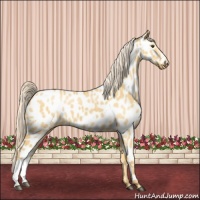 Horse Color:Palomino Dun Appaloosa 