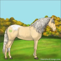 Horse Color:Palomino Appaloosa 