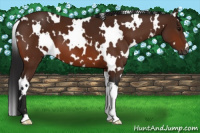 Horse Color:Gray White Spotted Bay 