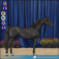 Horse Color:Smoky Black