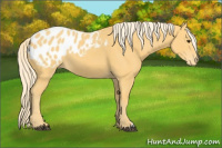 Horse Color:Palomino Appaloosa 