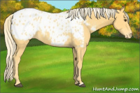 Horse Color:Palomino Appaloosa 