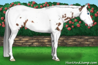 Horse Color:Bay Splash Tobiano Appaloosa 