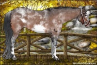 Horse Color:White Spotted Brown Roan Frame 