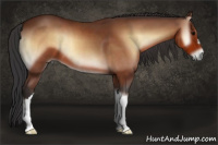 Horse Color:Bay Onyx 
