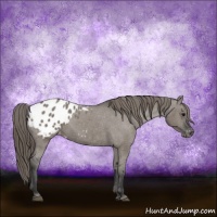 Horse Color:Grullo Appaloosa 