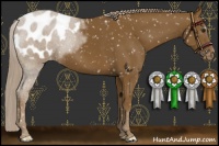 Horse Color:Chocolate Palomino Appaloosa 