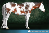Horse Color:White Spotted Brown Splash