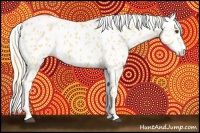 Horse Color:Palomino Appaloosa