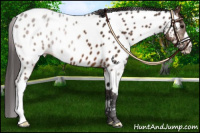 Horse Color:Buckskin Appaloosa