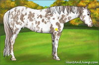 Horse Color:White Spotted Chocolate Palomino Ice Appaloosa 
