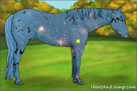 Horse Color:ERROR: UNKNOWN ANOMALY