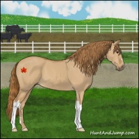 Horse Color:Red Dun 