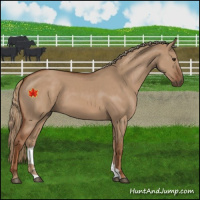 Horse Color:Red Dun 