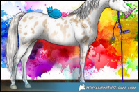 Horse Color:White Spotted Chocolate Palomino Pearl Dun Appaloosa 