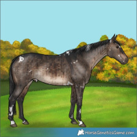 Horse Color:White Spotted Brown Dun Brindle 