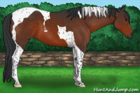 Horse Color:Brown Tobiano 