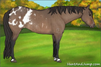 Horse Color:Bay Dun Appaloosa Brindle 