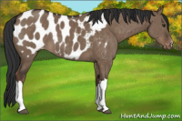 Horse Color:Liver Red Dun Appaloosa Brindle 