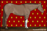 Horse Color:Liver Red Dun Appaloosa Brindle 