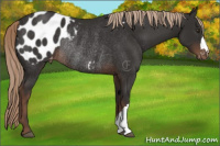 Horse Color:Liver Chestnut Appaloosa Rabicano 