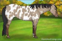 Horse Color:Liver Red Dun Appaloosa Brindle