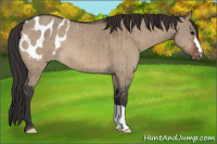 Horse Color:Bay Dun Appaloosa Brindle 