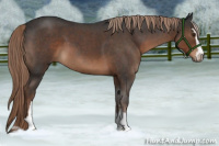 Horse Color:Liver Red Roan Sabino