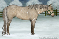 Horse Color:White Spotted Chocolate Palomino Roan Dun
