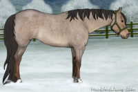 Horse Color:Liver Red Dun Roan 