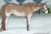 Horse Color:White Spotted Liver Red Dun Sabino
