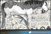 Horse Color:Blue Roan Sabino Splash 