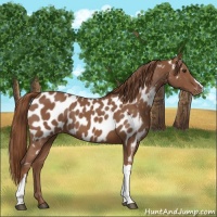Horse Color:Chestnut Near Leopard 