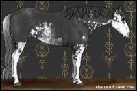 Horse Color:Black Sabino 