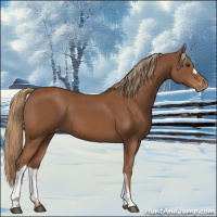 Horse Color:Chestnut Appaloosa 