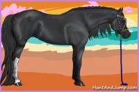 Horse Color:Black 
