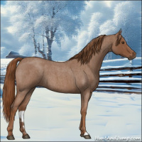 Horse Color:Red Roan 