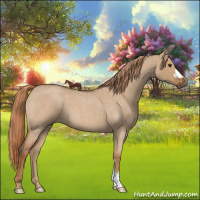 Horse Color:Red Dun Roan 