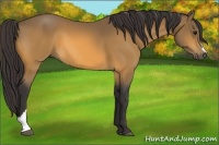 Horse Color:Buckskin 