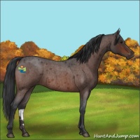 Horse Color:Brown Roan 
