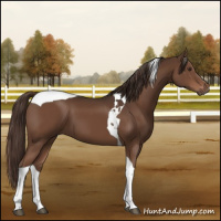 Horse Color:Liver Chestnut Tobiano