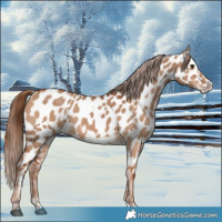 Horse Color:Red Dun Near Leopard  and Red Dun Splash Near Leopard 