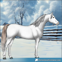Horse Color:Red Dun Appaloosa  and Red Dun Splash Appaloosa 