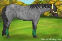 Horse Color:Blue Roan Brindle