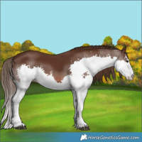 Horse Color:White Spotted Liver Chestnut Splash 